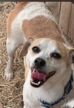 Milo -  Dachshund and Mixed Breed Dog for Adoption in Houston, Texas - Milo | PetCurious