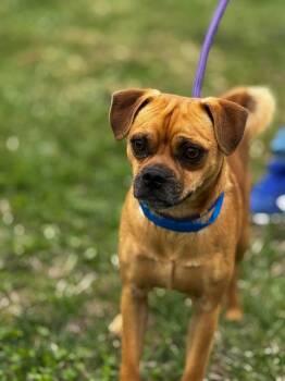 Pug Dogs Available for Adoption - Manny | PetCurious