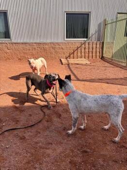 storm -  Pit Bull Terrier Dog for Adoption in Hobbs, New Mexico - Storm | PetCurious