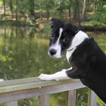 Oree -  Bull Terrier and Mixed Breed Dog for Adoption in Pawling, New York - Oree | PetCurious