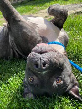 Terah -  Pit Bull Terrier Dog for Adoption in Fall River, Massachusetts - Terah | PetCurious