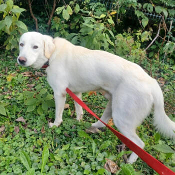 Rescue Labrador Retriever and Great Pyrenees Dogs for Adoption in Louisville, Kentucky - Sugar-Cane #6737 | PetCurious