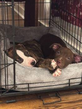 Mixed Breed Dogs Available for Adoption - My-an | PetCurious