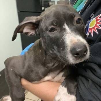 Rescue Mixed Breed Dogs for Adoption in Clearwater, Florida - Paris | PetCurious
