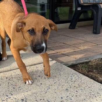 Athena -  Mixed Breed Dog for Adoption in Allentown, Pennsylvania - Athena | PetCurious
