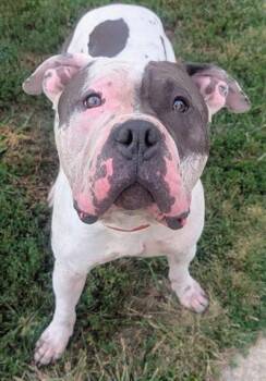 MCLOVIN -  Pit Bull Terrier and Mixed Breed Dog for Adoption in Akron, Ohio - MCLOVIN | PetCurious
