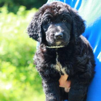 CT Grasshopper avail Jul 18 (Petco- Enfield, CT) -  Labrador Retriever and Mixed Breed Dog for Adoption in Eastford, Connecticut - CT Grasshopper Avail Jul 18 (Petco- Enfield, CT) | PetCurious