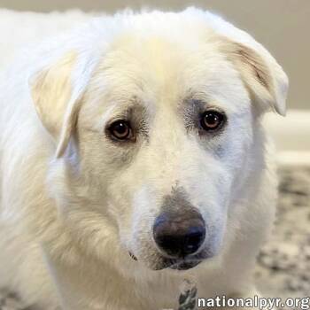 Rescue Great Pyrenees Dogs for Adoption in Beacon, New York - Barlowe In DE - Exudes Happiness & Joy! | PetCurious