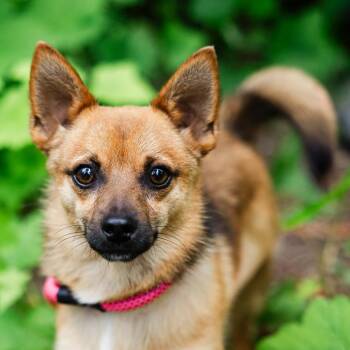 Ned -  Pomeranian and Chihuahua Dog for Adoption in Incline Village, Nevada - Ned | PetCurious