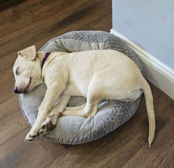 Mel -  Mixed Breed Dog for Adoption - Mel | PetCurious