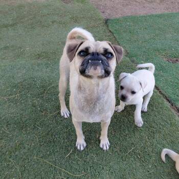 Sandy -  Pug Dog for Adoption in Agua Dulce, California - Sandy | PetCurious