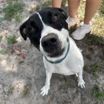 Roxie Hart -  Mixed Breed Dog for Adoption in Gainesville, Florida - Roxie Hart | PetCurious