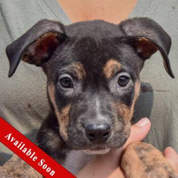 Leah -  Husky and Labrador Retriever Dog for Adoption in Huntley, Illinois - Leah | PetCurious