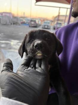 Shepherd and Mixed Breed Dogs Available for Adoption - Chafie | PetCurious