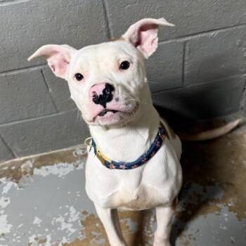 Rescue Bull Terrier and Boxer Dogs for Adoption in South Houston, Texas - Valerie 2025 | PetCurious