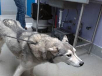 Siberian Husky and Mixed Breed Dogs Available for Adoption in Albuquerque, New Mexico - HARLEY | PetCurious