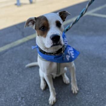 Pit Bull Terrier Dogs Available for Adoption - Yoda | PetCurious