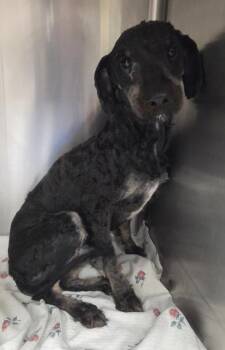 Bentley -  Golden Retriever and Poodle Dog for Adoption in Malvern, Pennsylvania - Bentley | PetCurious
