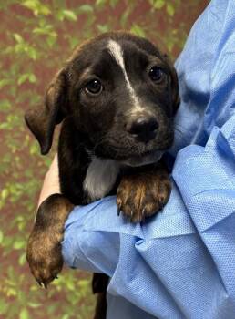 Terrier and Mixed Breed Dogs Available for Adoption in San Antonio, Texas - Anton | PetCurious