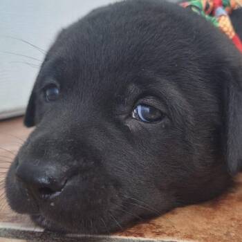 Labrador Retriever and Chihuahua Dogs Available for Adoption in New York, New York - PRINCE ALADIN "Disney Litter" (out Of Town) | PetCurious