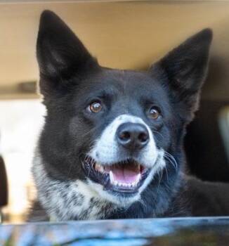 Rescue Border Collie Dogs for Adoption in Denver, Colorado - Shadow - COURTESY LISTING | PetCurious