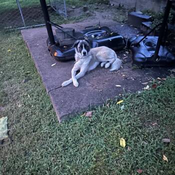 Coop -  Border Collie and Great Pyrenees Dog for Adoption in Lynchburg, Virginia - Coop | PetCurious
