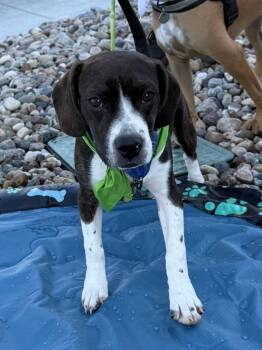 Chachi -  Boston Terrier and Beagle Dog for Adoption in Omaha, Nebraska - Chachi | PetCurious