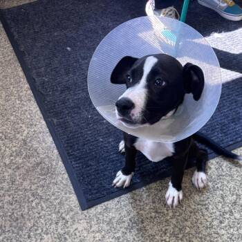 Judo -  Labrador Retriever and Mixed Breed Dog for Adoption in Falls Church, Virginia - Judo | PetCurious