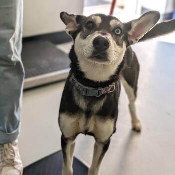 Husky Dogs Available for Adoption - Alexis | PetCurious
