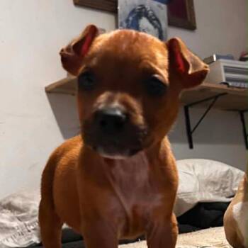 Wesley -  Mixed Breed Dog for Adoption in Ferndale, Washington - Wesley | PetCurious