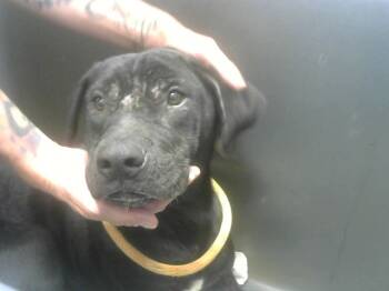 Rescue German Shepherd Dog and Labrador Retriever Dogs for Adoption in Albuquerque, New Mexico - JEFF | PetCurious