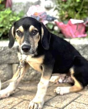 Rescue Beagle and Basset Hound Dogs for Adoption - Atilla | PetCurious