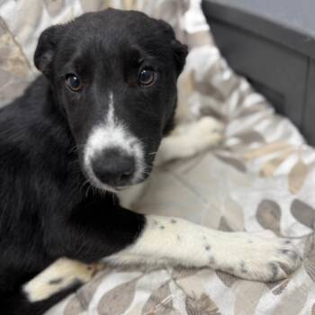 Border Collie and Mixed Breed Dogs Available for Adoption - Scrabble | PetCurious