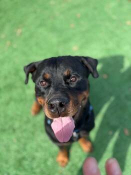 Deacon -  Rottweiler Dog for Adoption in Harrison City, Pennsylvania - Deacon | PetCurious