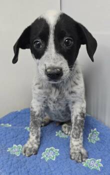 Akron -  Terrier and Labrador Retriever Dog Available for Adoption in New York, New York - Akron | PetCurious