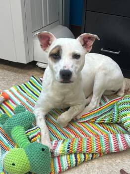 Australian Cattle Dog Blue Heeler Dogs Available for Adoption in Nacogdoches, Texas - Appaloosa | PetCurious
