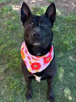 Pit Bull Terrier and Mixed Breed Dogs Available for Adoption in Tulsa, Oklahoma - JOAN | PetCurious