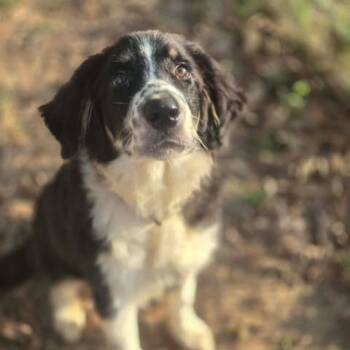 Max -  Aussiedoodle and Great Pyrenees Dog for Adoption in Dover, Arkansas - Max | PetCurious
