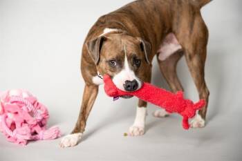 Pit Bull Terrier Dogs Available for Adoption in Minneapolis, Minnesota - ACORN | PetCurious