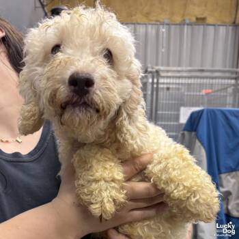 Poodle Dogs Available for Adoption in Washington, District Of Columbia - Mia | PetCurious