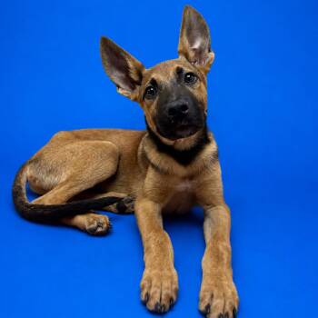 Spidey -  German Shepherd Dog and Mixed Breed Dog for Adoption in Riverside, California - Spidey | PetCurious