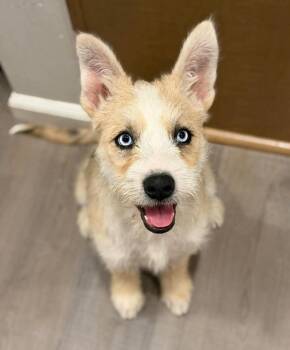 Quinn -  Husky and Chihuahua Dog for Adoption in Silvana, Washington - Quinn | PetCurious