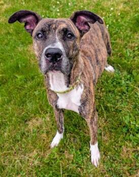Rescue Pit Bull Terrier and Mixed Breed Dogs for Adoption in Akron, Ohio - FAWN | PetCurious