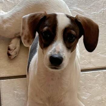 Rescue Hound and Jack Russell Terrier Dogs for Adoption in New Orleans, Louisiana - Lucy Pie | PetCurious