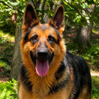 Lucky (26-250) -  German Shepherd Dog Dog for Adoption in New Ringgold, Pennsylvania - Lucky (26-250) | PetCurious