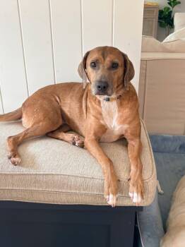 May -  Labrador Retriever Dog for Adoption in Chesapeake, Virginia - May | PetCurious