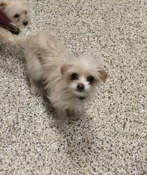 Brussels Griffon and Yorkshire Terrier Dogs Available for Adoption - Barbara | PetCurious