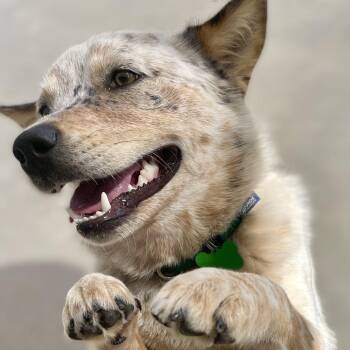 Australian Cattle Dog Blue Heeler Dogs Available for Adoption in Freeport, Florida - Sheila | PetCurious
