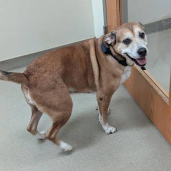 Mixed Breed Dogs Available for Adoption in Roanoke, Virginia - Zella | PetCurious