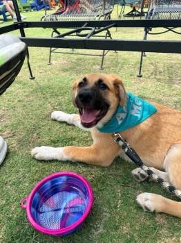 German Shepherd Dog and Great Pyrenees Dogs Available for Adoption in Richardson, Texas - 26-015 Alanna | PetCurious